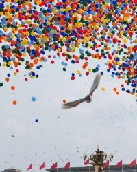 开云体育网址-阅兵放飞信鸽翻车现场：不少鸽子“越狱”，原因曝光让养鸽人泪崩